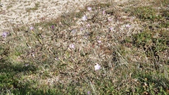 Stephanomeria exigua