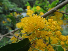 Azara serrata