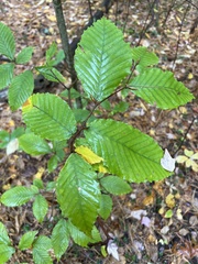 Fagus