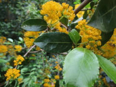 Azara serrata