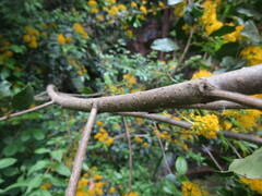 Azara serrata