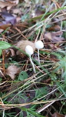 Hemimycena lactea