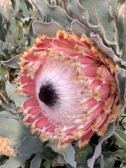 Protea magnifica