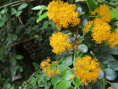 Azara serrata