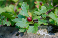 Ribes alpinum