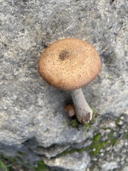 Armillaria gallica