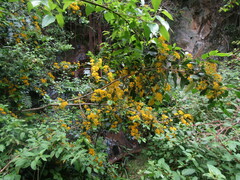 Azara serrata