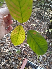 Frangula caroliniana