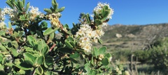 Ceanothus perplexans