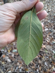 Frangula caroliniana