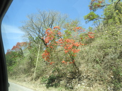 Erythrina falcata