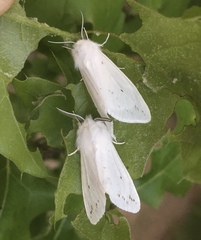 Spilosoma congrua