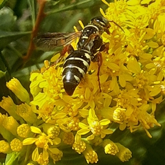 Myzinum carolinianum