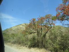 Erythrina falcata