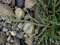 Salicornia pacifica
