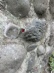 Diaethria clymena