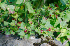 Ribes alpinum
