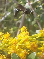 Myzinum carolinianum