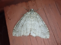 Operophtera fagata