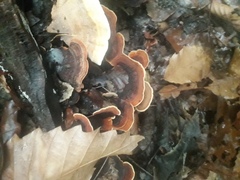 Stereum insignitum