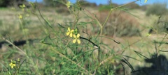 Sisymbrium altissimum