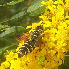 Myzinum carolinianum