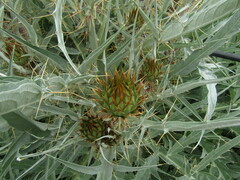 Cynara cardunculus
