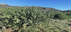 Ceanothus perplexans