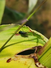 Lemini