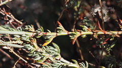 Eriogonum wrightii membranaceum