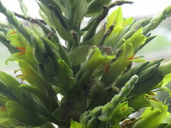 Puya chilensis