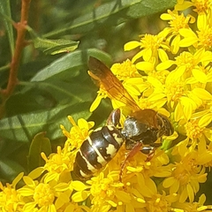 Myzinum carolinianum