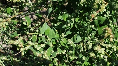 Chenopodium fremontii