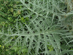Cynara cardunculus
