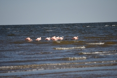 Phoenicopterus chilensis