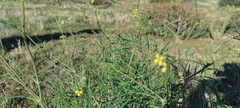 Sisymbrium altissimum
