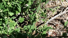 Chenopodium fremontii