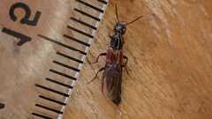 Hesperus rufipennis