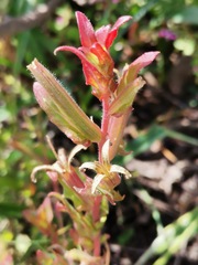 Oenothera pubescens