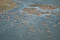Phoenicopterus chilensis
