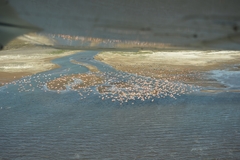 Phoenicopterus chilensis