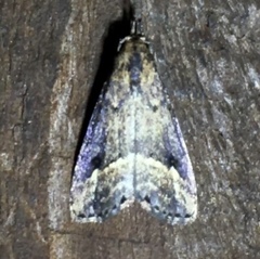 Schrankia macula