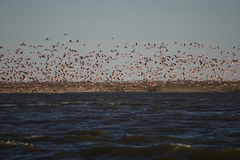 Phoenicopterus chilensis