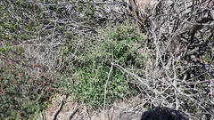 Chenopodium fremontii