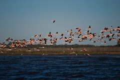Phoenicopterus chilensis