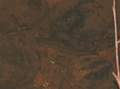 Salmo trutta