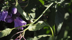 Solanum xanti