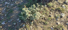 Sphaeralcea ambigua