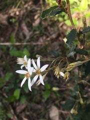 Olearia erubescens