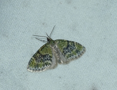 Acasis viretata